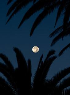 Midnight palm